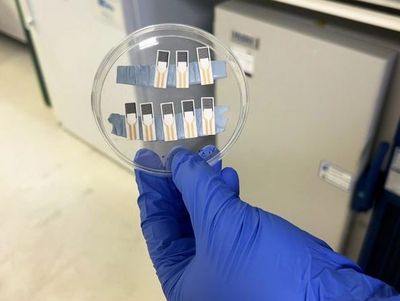 Рука в перчатке держит чашку Петри, в которой находятся маленькие микроконденсаторы с ионно-цинковым электролитом. Исследователи разработали микроконденсаторы на основе ионов цинка, которые могут сочетать в себе лучшие свойства аккумуляторов и суперконденсаторов для небольших устройств. Юйцзя Фань, Нибагани Нареш и др./ACS Nano