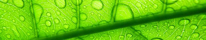 Капли воды на листе — влагозащита